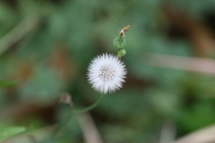 Sonchus oleraceus